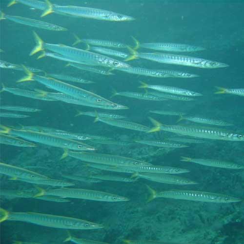 Yellow-fin barracuda