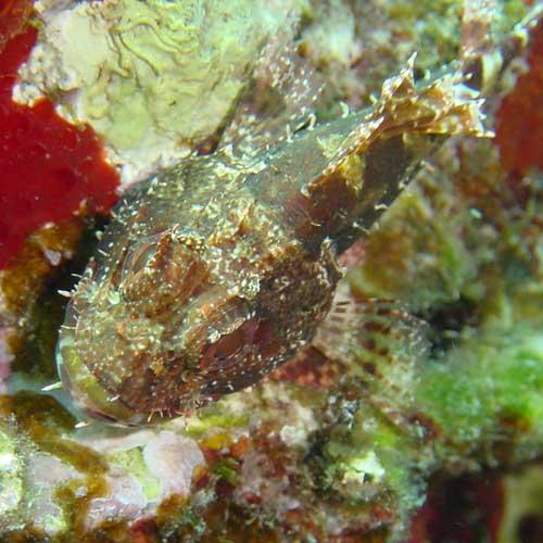 Scorpion fish