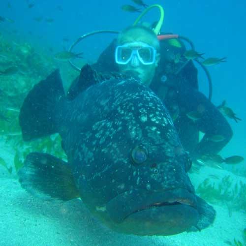 Grouper