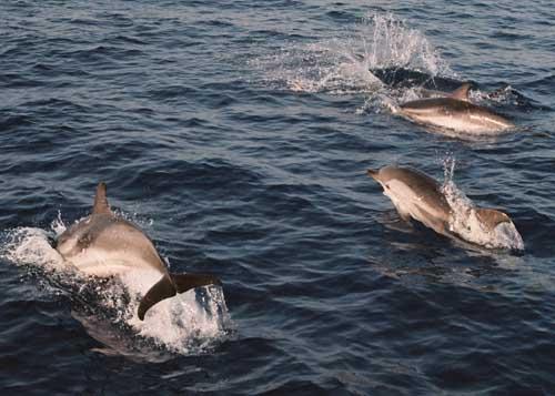 Dolphins!