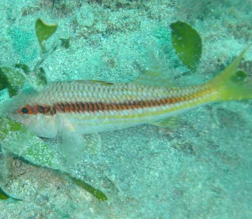 Red mullet