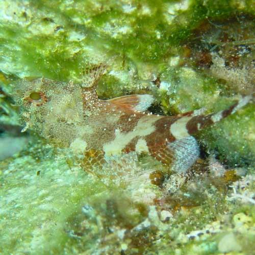 Scorpion fish