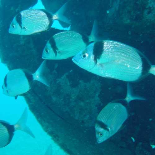 Two-banded bream