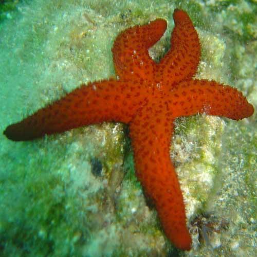 Starfish