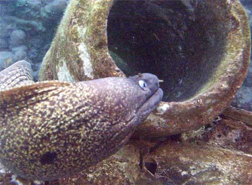 Moray Eel