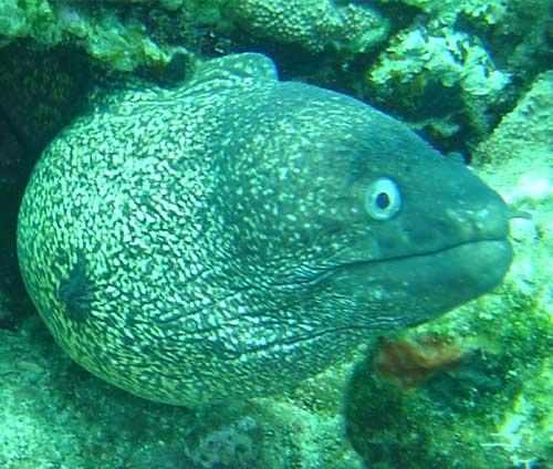 Moray eel