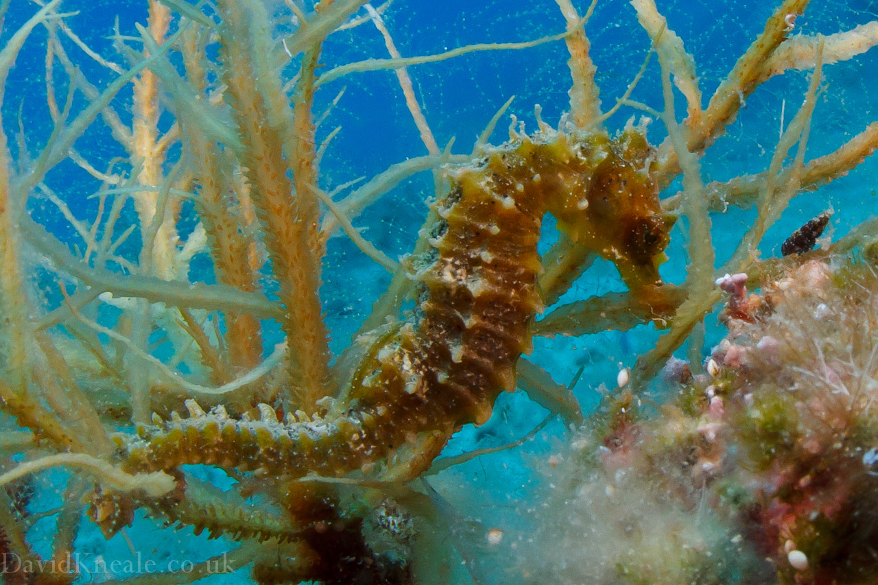 Sea horse