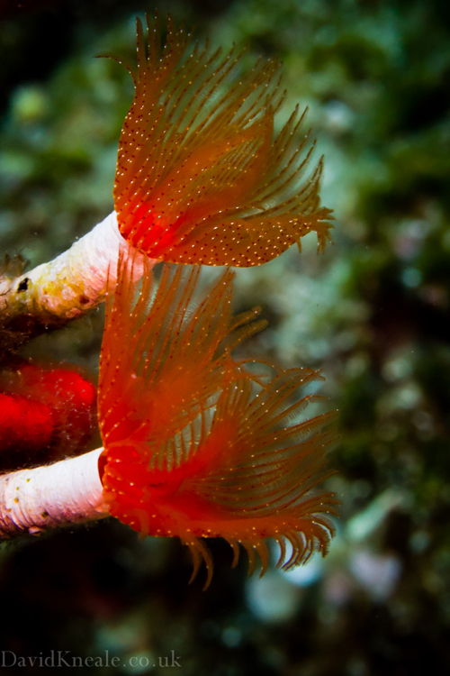 Tube worms