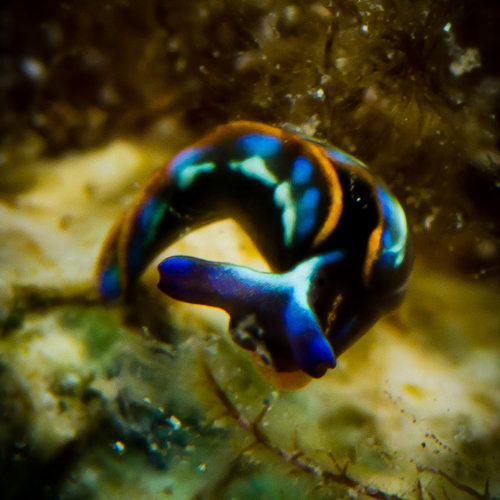 Nudibranch