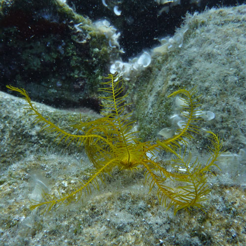 Feather starfish