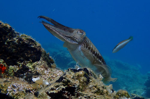 Cuttlefish