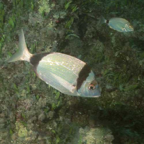 Two-banded bream