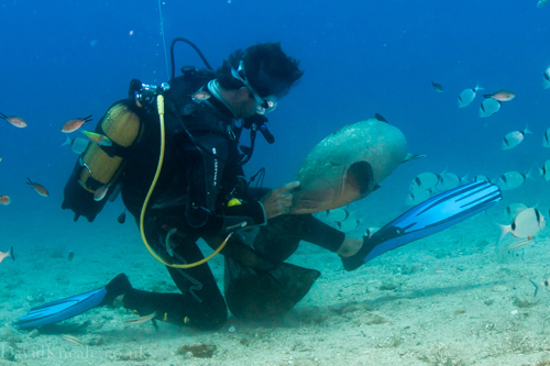 Feeding grouper